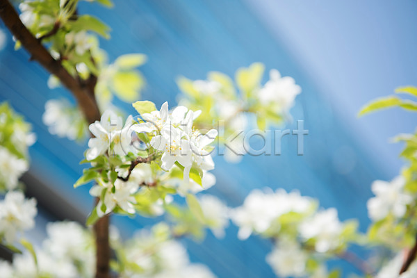 사람없음 JPG 아웃포커스 포토 꽃 꽃나무 나뭇가지 맑음 봄 사과꽃 야외 자연 주간 판교 풍경(경치) 하늘