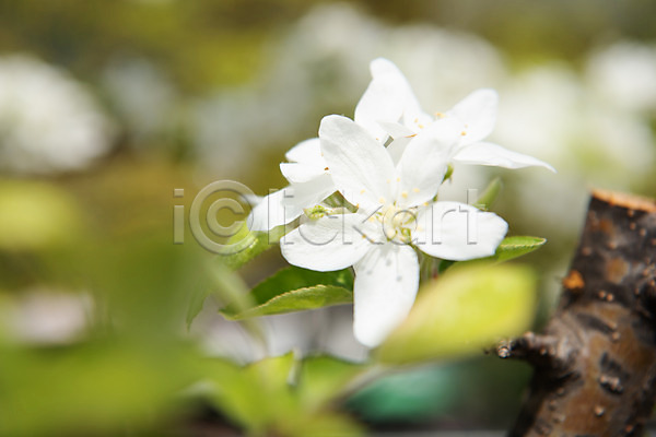 사람없음 JPG 아웃포커스 포토 꽃 꽃나무 나뭇가지 맑음 봄 사과꽃 야외 자연 주간 판교 풍경(경치)