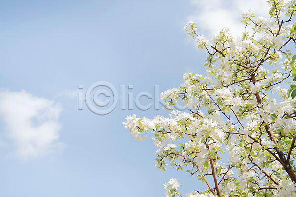 사람없음 JPG 포토 구름(자연) 꽃 꽃나무 나뭇가지 맑음 봄 사과꽃 야외 자연 주간 판교 풍경(경치) 하늘