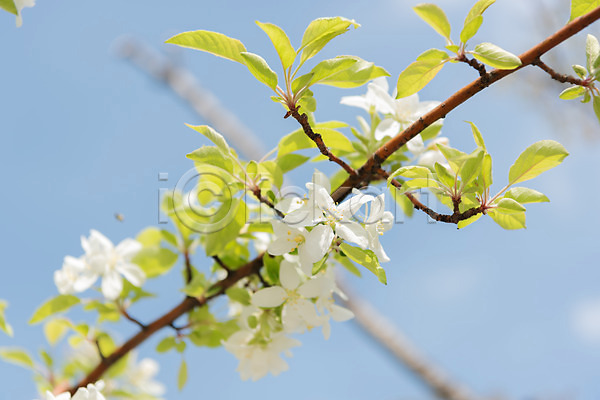 사람없음 JPG 아웃포커스 포토 꽃 꽃나무 나뭇가지 맑음 봄 사과꽃 야외 자연 주간 판교 풍경(경치) 하늘