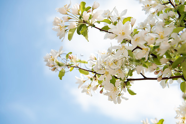 사람없음 JPG 포토 구름(자연) 꽃 꽃나무 나뭇가지 맑음 봄 사과꽃 야외 자연 주간 판교 풍경(경치) 하늘