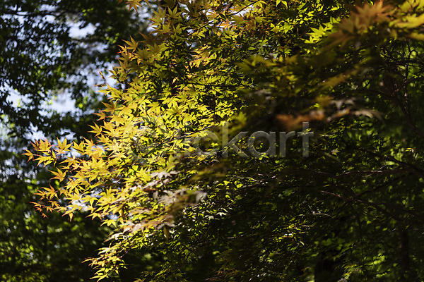 사람없음 JPG 포토 관광지 국내여행 나무 나뭇잎 봄 야외 양평 여행 용문산 자연 주간 풍경(경치) 한국 햇빛