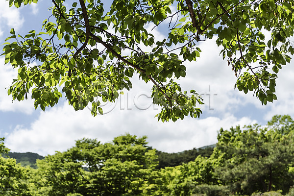 사람없음 JPG 포토 관광지 구름(자연) 국내여행 나무 나뭇잎 맑음 봄 야외 양평 여행 용문산 자연 주간 풍경(경치) 하늘 한국