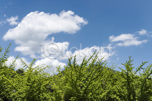 사람없음 JPG 포토 관광지 구름(자연) 국내여행 나무 맑음 봄 산 야외 양평 여행 용문산 자연 주간 풍경(경치) 하늘 한국