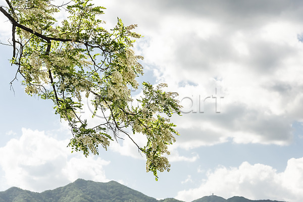 사람없음 JPG 포토 관광지 구름(자연) 국내여행 나무 남한강 두물머리 맑음 봄 야외 양평 여행 자연 주간 풍경(경치) 하늘 한국