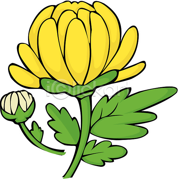 사람없음 EPS 일러스트 가을꽃 국화 꽃 노란색 식물 자연 컬러 클립아트