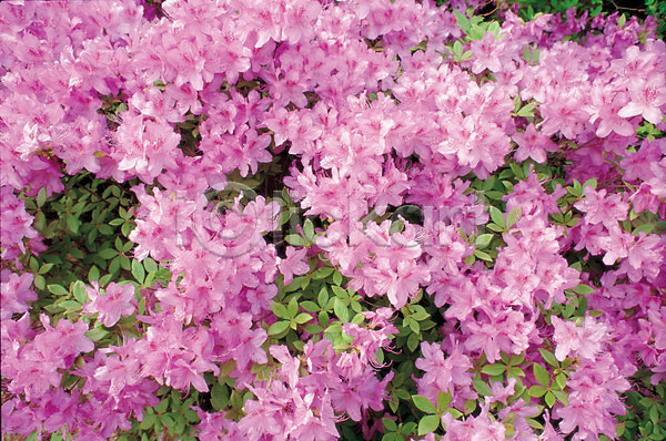 사람없음 JPG 포토 꽃 봄 봄꽃 분홍색 식물 야외 여러송이 자연 주간 진달래 철쭉 풍경(경치)