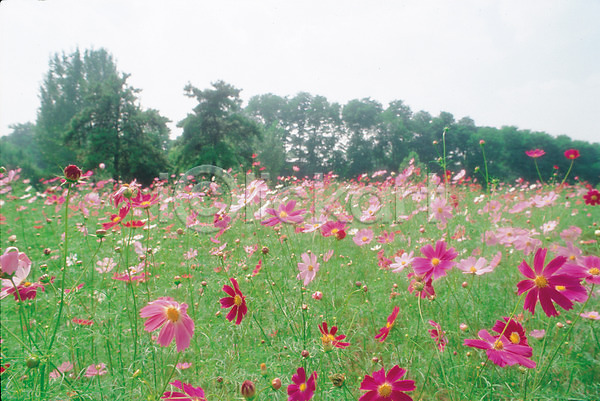 사람없음 JPG 포토 가을(계절) 가을꽃 계절 꽃 사계절 식물 야외 여러송이 자연 주간 초원(자연) 코스모스(꽃) 풍경(경치)