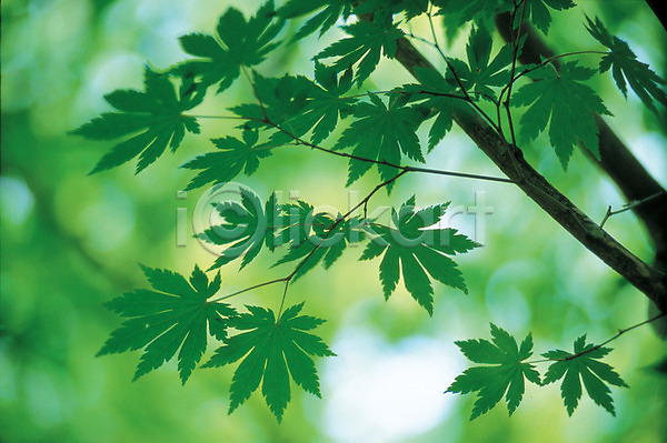 사람없음 JPG 포토 계절 나무 나뭇잎 단풍나무 사계절 식물 야외 여름(계절) 자연 주간 초록색 풍경(경치)