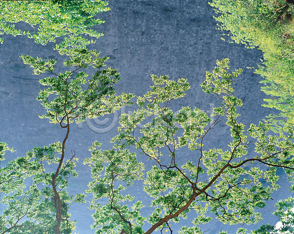 사람없음 JPG 포토 계절 나무 나뭇잎 녹음(푸른숲) 사계절 식물 야외 여름(계절) 자연 주간 초록색 풍경(경치) 하늘 햇빛