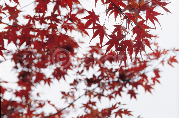 사람없음 JPG 포토 가을(계절) 계절 나무 나뭇잎 단풍나무 사계절 식물 야외 자연 주간 풍경(경치)