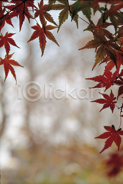 사람없음 JPG 포토 가을(계절) 계절 나무 나뭇잎 단풍나무 빨간색 사계절 식물 야외 자연 적 주간 풍경(경치) 하늘