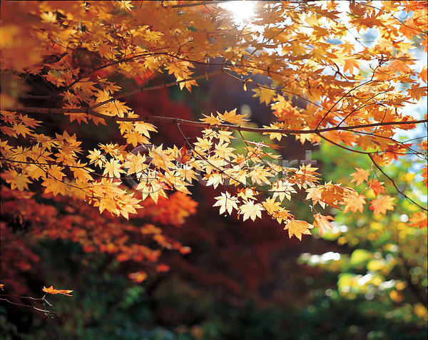 사람없음 JPG 포토 가을(계절) 계절 나무 나뭇가지 나뭇잎 단풍나무 사계절 식물 야외 자연 주간 풍경(경치) 하늘 햇빛