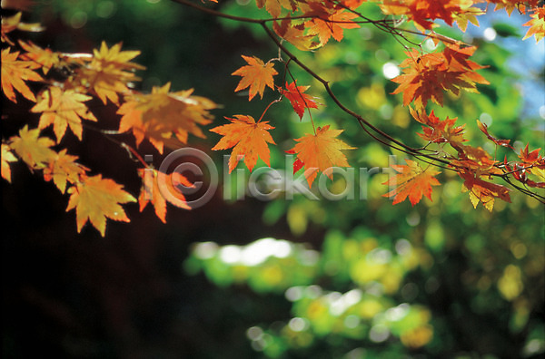 사람없음 JPG 포토 가을(계절) 계절 나무 나뭇잎 단풍나무 사계절 식물 야외 자연 주간 추분 풍경(경치) 햇빛