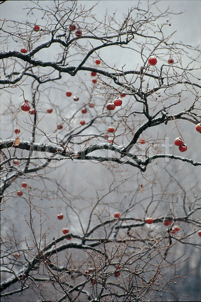 사람없음 JPG 포토 감 겨울 계절 나무 나뭇가지 눈(날씨) 눈꽃 사계절 숲 식물 안개 야외 자연 주간 풍경(경치)