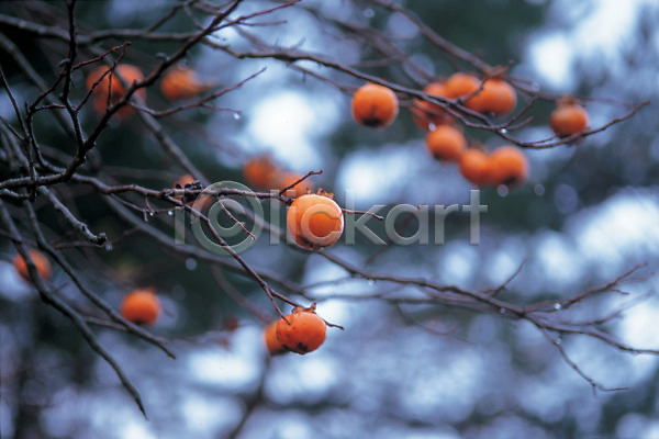 사람없음 JPG 포토 가을(계절) 감나무 계절 과일 나무 나뭇가지 농작물 사계절 식물 야외 음식 자연 주간 추분 풍경(경치)