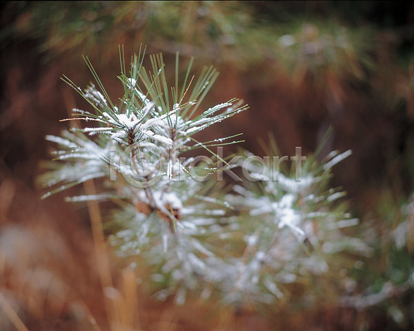 사람없음 JPG 포토 겨울 계절 나무 나뭇잎 눈(날씨) 눈꽃 사계절 상록수 소나무 솔잎 식물 야외 자연 주간 풍경(경치)
