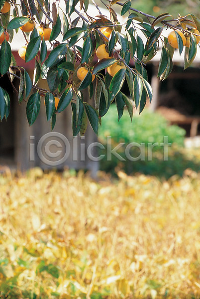 사람없음 JPG 포토 가을(계절) 감나무 계절 과일 나무 나뭇가지 농촌 사계절 시골 식물 야외 자연 주간 풍경(경치) 햇빛