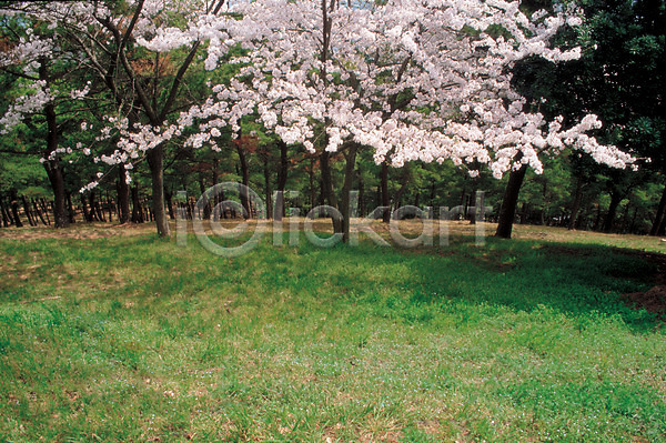 사람없음 JPG 포토 계절 꽃 나무 봄 사계절 야외 자연 주간 초원(자연) 풍경(경치)