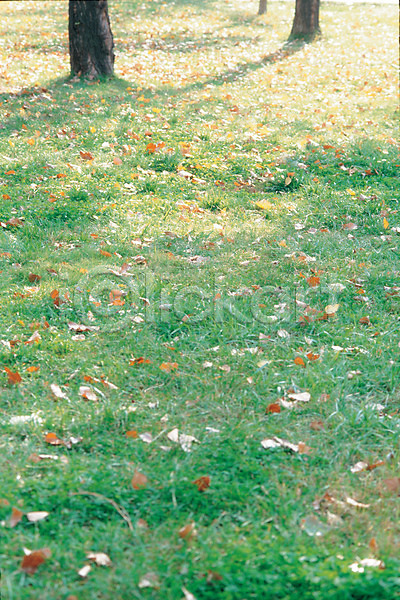 사람없음 JPG 포토 공원 낙엽 식물 야외 자연 잔디 주간 초원(자연) 풀(식물) 풍경(경치)