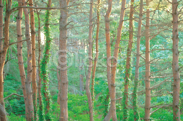 사람없음 JPG 포토 계절 나무 녹음(푸른숲) 사계절 산 숲 야외 여름(계절) 자연 주간 초록색 풍경(경치)