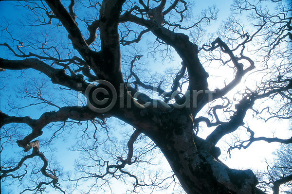 사람없음 JPG 포토 겨울 고목 나무 나뭇가지 식물 야외 자연 주간 파란색 풍경(경치) 하늘