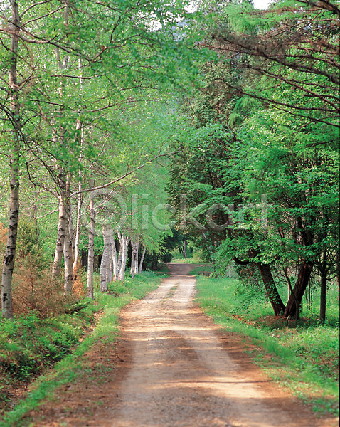 사람없음 JPG 포토 계절 길 나무 녹음(푸른숲) 봄 사계절 산길 산책로 숲 숲길 야외 여름(계절) 자연 주간 초록색 풍경(경치)