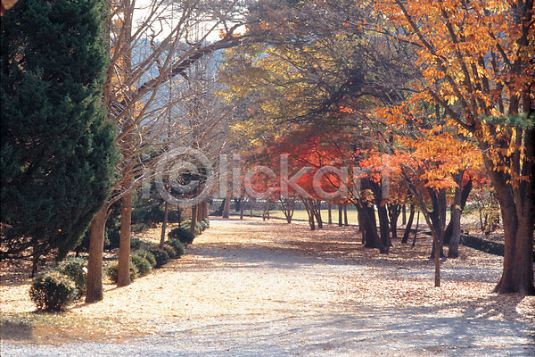 사람없음 JPG 포토 가을(계절) 계절 공원 길 나무 단풍 사계절 산책로 숲길 야외 자연 주간 풍경(경치)