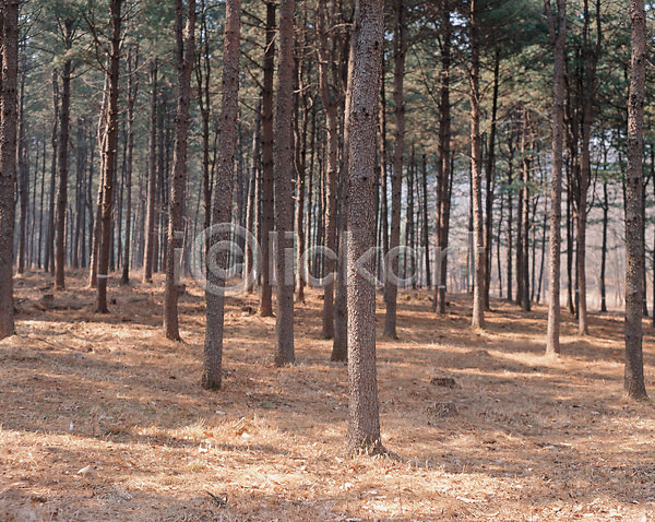 사람없음 JPG 포토 나무 숲 식물 야외 자연 전나무 주간 풍경(경치)
