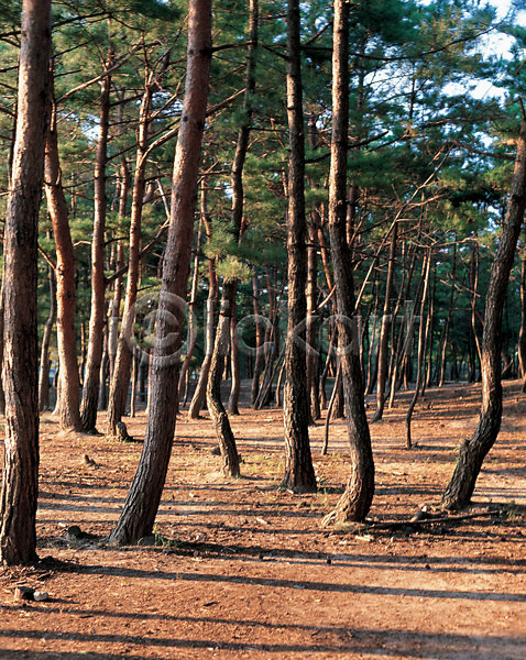 사람없음 JPG 포토 나무 소나무 숲 식물 야외 자연 주간 풍경(경치) 햇빛