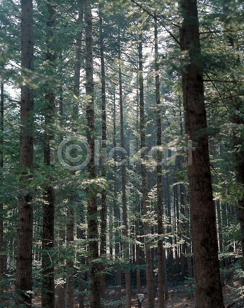 사람없음 JPG 포토 나무 숲 식물 야외 자연 주간 침엽수 풍경(경치)