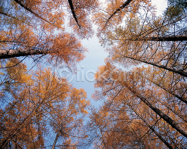 사람없음 JPG 포토 가을(계절) 계절 나무 숲 식물 야외 자연 주간 풍경(경치) 하늘