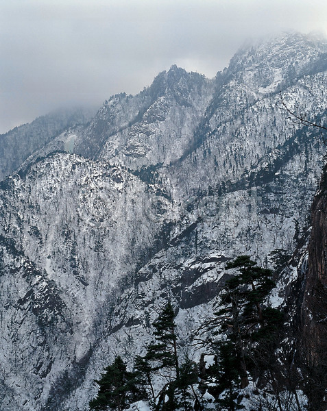 사람없음 JPG 포토 겨울 계절 나무 눈꽃 사계절 설경 숲 야외 자연 주간 풍경(경치)