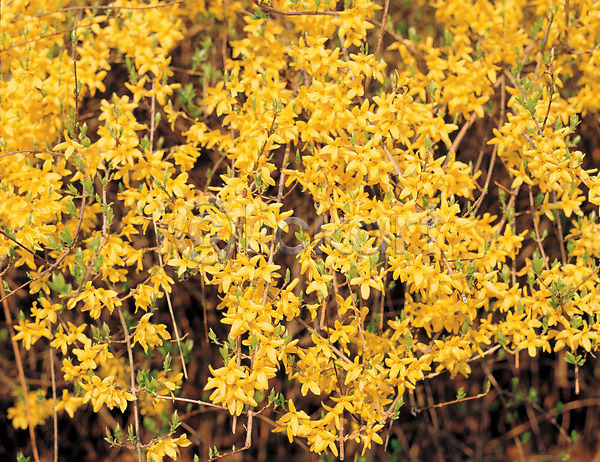 사람없음 JPG 포토 개나리 계절 꽃 노란색 봄 봄꽃 식물 야외 자연 주간