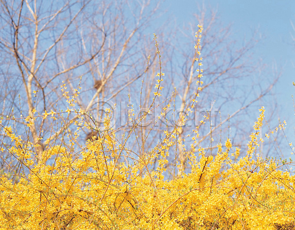 사람없음 JPG 포토 개나리 계절 꽃 노란색 봄 봄꽃 식물 야외 자연 주간 파란색 하늘
