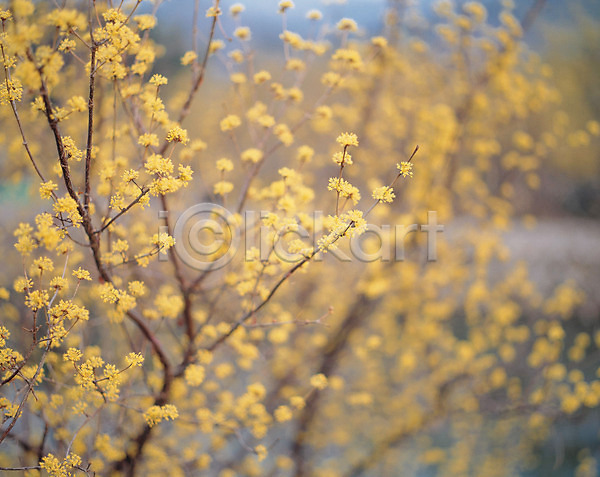 사람없음 JPG 포토 계절 꽃 노란색 봄 봄꽃 산수유 식물 야외 자연 주간
