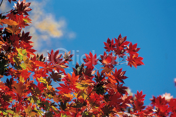 사람없음 JPG 포토 가을(계절) 계절 나무 나뭇잎 단풍나무 빨간색 사계절 식물 야외 자연 주간 추분 풍경(경치) 하늘