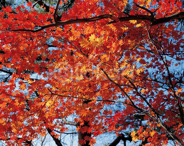 사람없음 JPG 포토 가을(계절) 계절 나무 나뭇잎 단풍나무 빨간색 사계절 식물 야외 자연 주간 추분 풍경(경치) 하늘