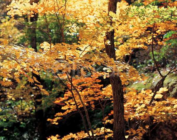 사람없음 JPG 포토 가을(계절) 계절 나무 단풍나무 사계절 산 숲 식물 야외 자연 주간 풍경(경치)