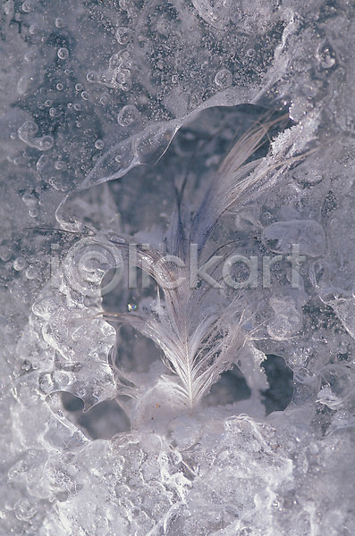 사람없음 JPG 포토 겨울 깃털 물 물방울 야외 얼음 얼음꽃 자연 주간 풍경(경치)