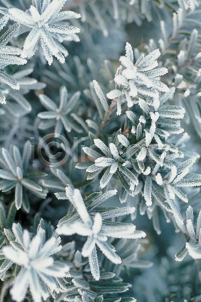 사람없음 JPG 포토 겨울 나뭇잎 눈꽃 서리 식물 야외 잎 자연 주간 풍경(경치)