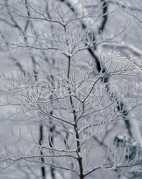 사람없음 JPG 포토 겨울 계절 나무 나뭇가지 눈꽃 사계절 설경 숲 야외 자연 주간 풍경(경치)