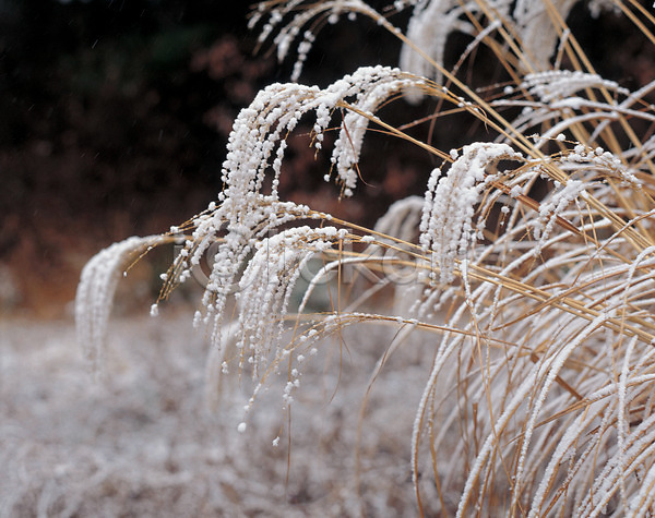사람없음 JPG 포토 갈대(식물) 겨울 계절 눈(날씨) 사계절 식물 야외 억새 자연 주간 풀(식물) 풍경(경치)