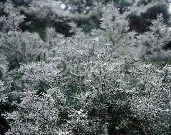 사람없음 JPG 포토 겨울 계절 눈꽃 사계절 설경 소나무 솔잎 숲 야외 자연 주간 풍경(경치)