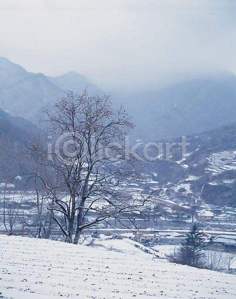 사람없음 JPG 포토 감나무 겨울 계절 나무 눈(날씨) 사계절 산 설경 야외 언덕 자연 주간 초원(자연) 풍경(경치)