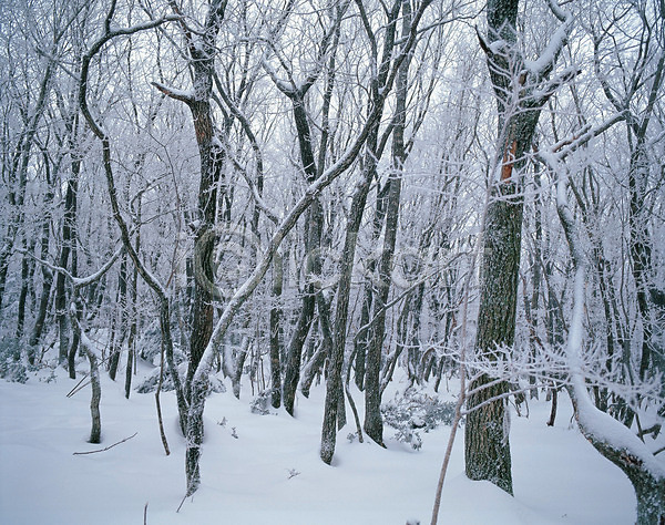사람없음 JPG 포토 겨울 계절 나무 눈(날씨) 사계절 설경 숲 야외 자연 주간 풍경(경치)