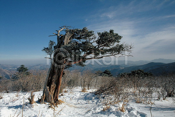 사람없음 JPG 포토 겨울 계절 고목 나무 눈(날씨) 사계절 산 설경 소나무 식물 야외 자연 주간 풍경(경치) 하늘