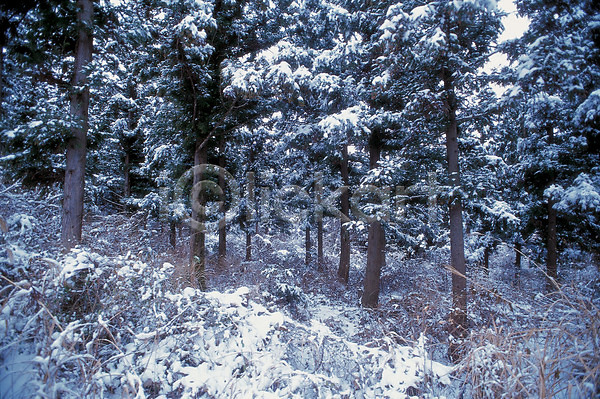 사람없음 JPG 포토 겨울 계절 나무 눈(날씨) 사계절 설경 숲 야외 자연 전나무 주간 풍경(경치)