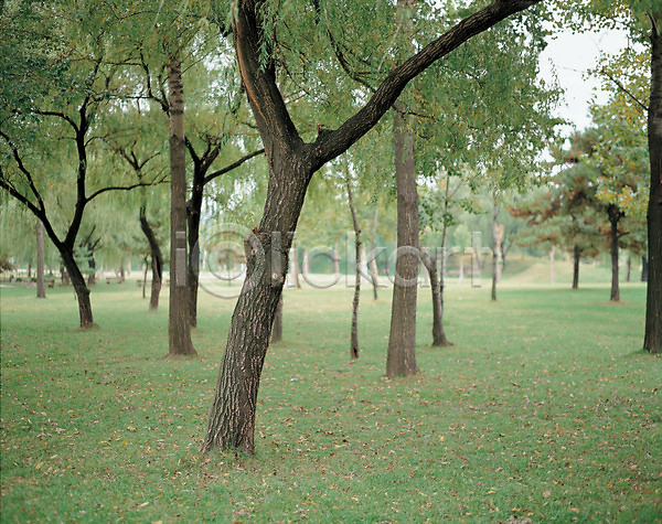 사람없음 JPG 포토 공원 나무 도시 숲 식물 야외 자연 잔디 정원 주간 풀(식물) 풍경(경치)