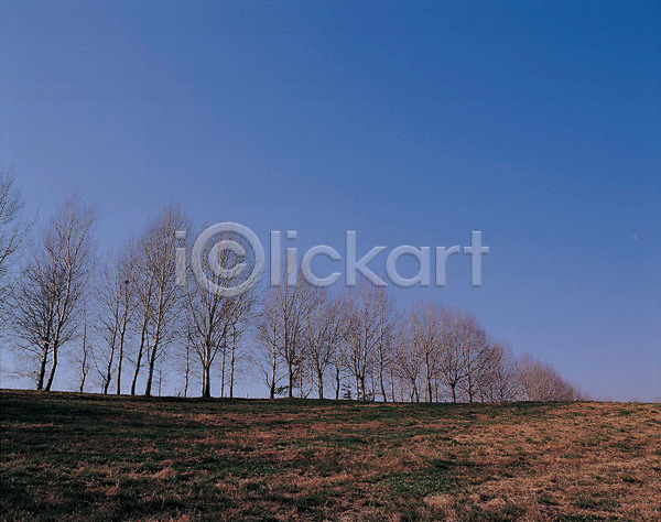 사람없음 JPG 포토 나무 미루나무 야외 언덕 자연 주간 초원(자연) 풍경(경치) 하늘